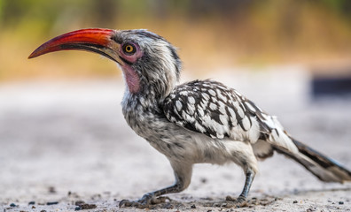 Red-billed hornbill, Moremi Game Reserve, Okavango Delta, Botswana © Luis
