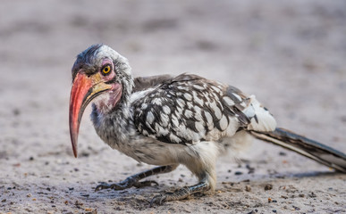 Obraz premium Red-billed hornbill, Moremi Game Reserve, Okavango Delta, Botswana
