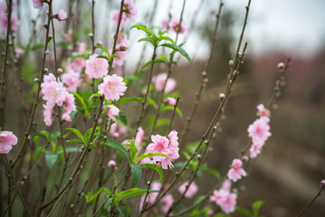 Peach flowers, the symbol of Vietnamese lunar new year