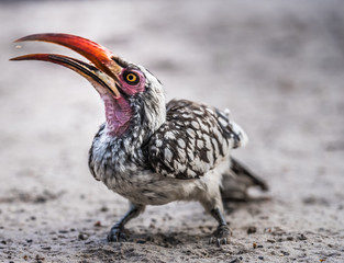 Red-billed hornbill, Moremi Game Reserve, Okavango Delta, Botswana