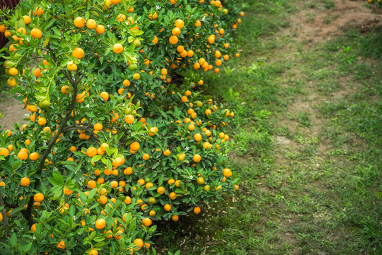 Kumquat tree. Together with Peach blossom tree, Kumquat is one of 2 must have trees in Vietnamese Lunar New Year holiday in north.