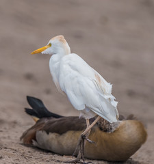 Cattle egret, Chobe National Park, Botswana