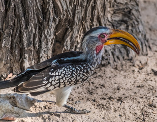 Southern yellow-billed hornbill, Moremi Game Reserve, Okavango Delta, Botswana