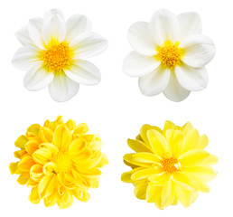 collection chrysanthemum white and yellow isolated on white background.