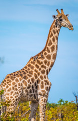 Giraffe, Savuti, Chobe National Park, Botswana