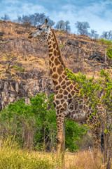 Giraffe, Savuti, Chobe National Park, Botswana