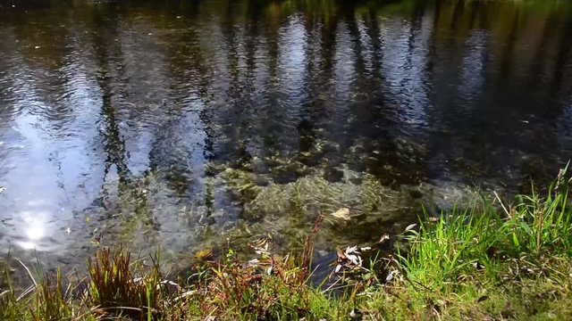 acqua limpida di fiume scorre mentre il sole si specchia con colori autunnali