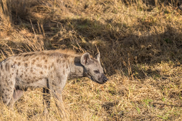 Spotted hyena (laughing hynea) , Chobe Riverfront, Serondela, Chobe National Park, Botswana