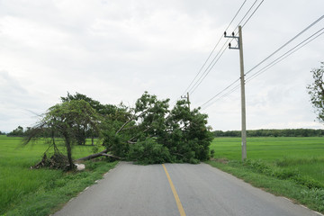 Fototapeta na wymiar Large tree fallen and block the road