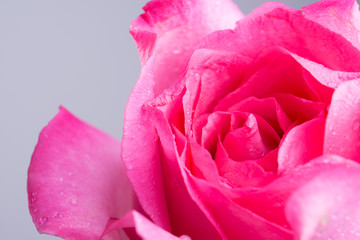 Pink rose with droplets