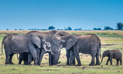 Fototapeta premium Large elephant herd taking a bath in the Chove river, Chobe Riverfront, Serondela, Chobe National Park, Botswana