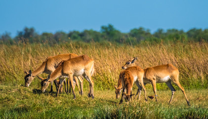 Red lechwe herd, Moremi Game Reserve, Okavango Delta, Botswana