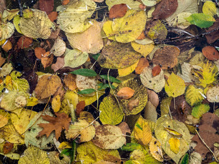 herbstliche Blätter
