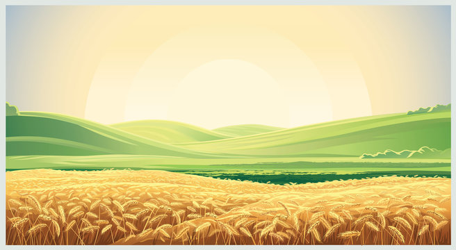 Fototapeta Summer landscape with a field of ripe wheat, and hills and dales in the background
