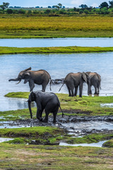 Fototapeta na wymiar Large elephant herd taking a bath in the Chove river, Chobe Riverfront, Serondela, Chobe National Park, Botswana
