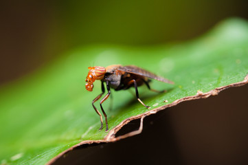 Insect on grass