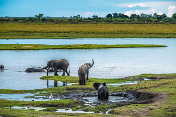 Large elephant herd taking a bath in the Chove river, Chobe Riverfront, Serondela, Chobe National...