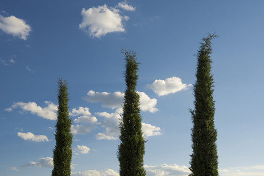 Cypress tree (Cupressus sempervirens) and blue sky, Tuscany, Italy