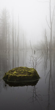 Katenhofer moor, Daenischer Wohld, Rendsburg-Eckernfoerde, Schleswig-Holstein, Germany
