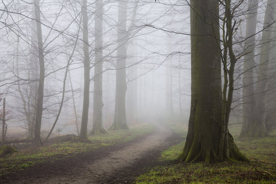 Katenhofer moor, Daenischer Wohld, Rendsburg-Eckernfoerde, Schleswig-Holstein, Germany