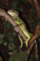 Grüne Wasseragame sitzt auf Ast, Physignathus cocincinus