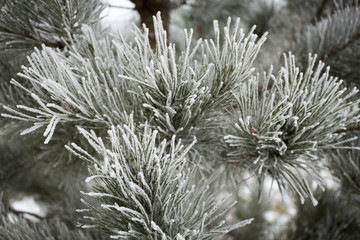 Pine tree branches covered with hoarfrost