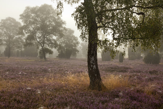 Trees and heather in early morning fog, Saxony, Germany