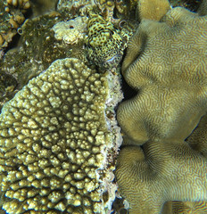 fish hide in corals