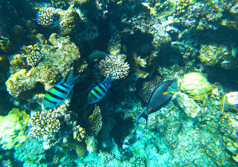 Fototapeta premium fish and coral reef
