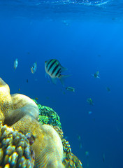 Fototapeta premium fish and coral reef