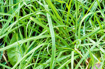 Full Frame Shot of Green Grass in Luxembourg City, Luxembourg