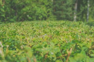 the road hedge, a fence made of bushes