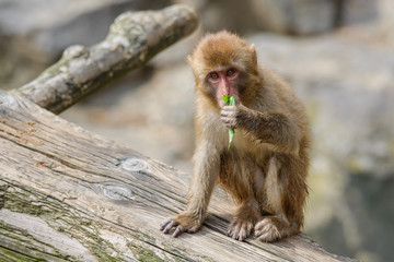 ニホンザルの小猿