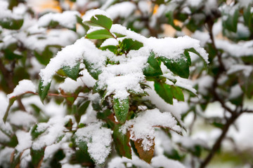 green leaves under the first snow