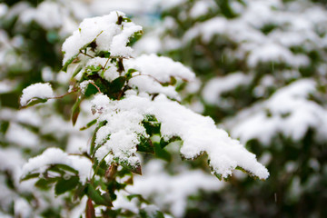 green leaves under the first snow