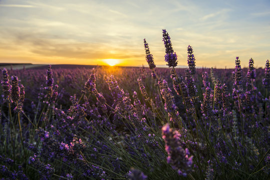 Lavender field at sunset, Provence, France