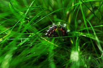 macro
