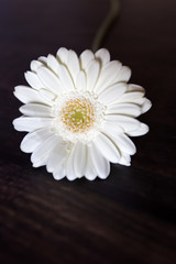 Fototapeta premium gerbera