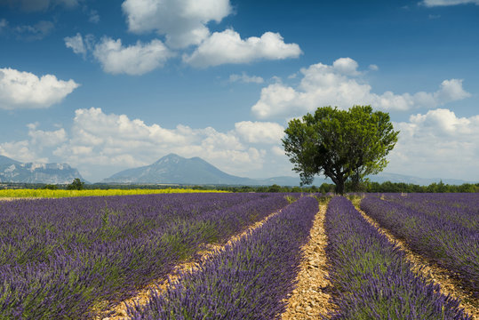Lavender field with tree and, Provence, France