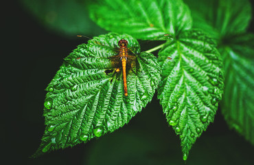 macro
