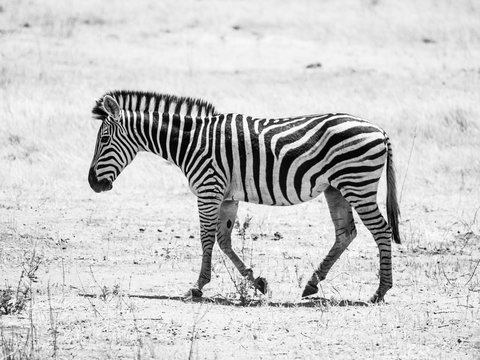 Tired an thirsty zebra walks in dry land and looking for water, Africa.