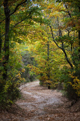 Fototapeta na wymiar The curved country road through autumn forest in the Tuscany mountains, Italy