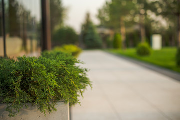 Juniper in the flowerbed near the road going into the distance.