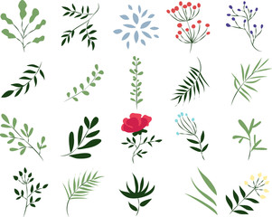 vector illustration of a plant on a white background