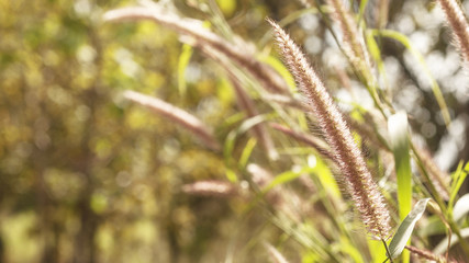 Fototapeta premium Golden light in the morning with a spring meadow. Abstract background.