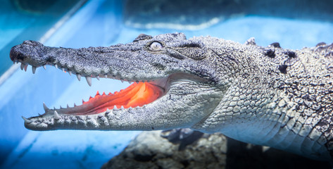 Close-up of salt-water crocodile in aquarium