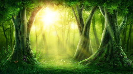 Naklejka premium Ciemny magiczny las