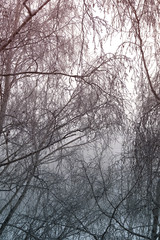 Fototapeta na wymiar Winter branches