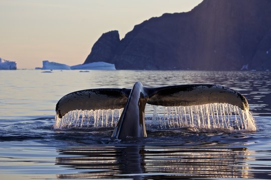 Fluke of diving humpback whale (Megaptera novaeangliae), East Greenland