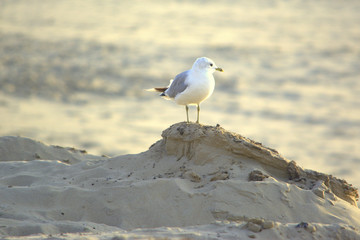 Möwe am Strand